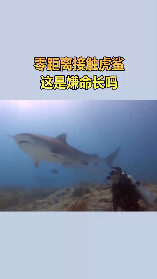 零距离接触虎鲨,这是嫌命长吗