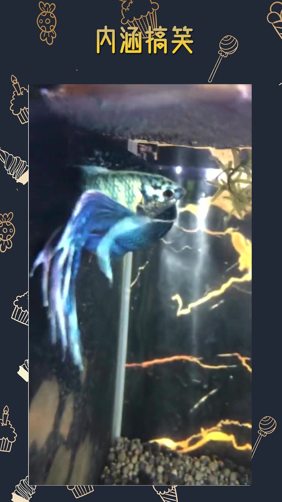 #搞笑段子#小伙养殖的蝴蝶鱼,这样培育下一代,效率太高了!