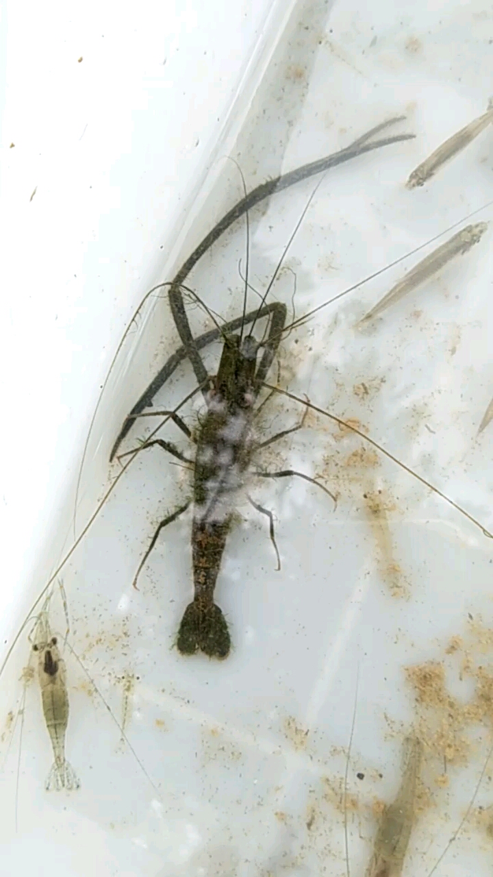 一只发霉的虾,居然还活着