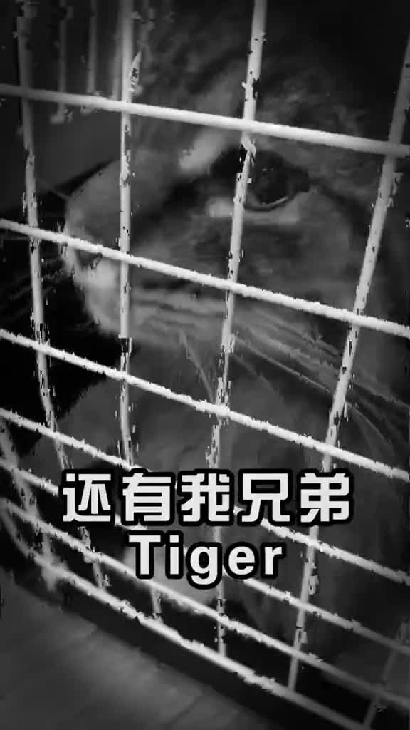 喂喂喂鱼唇的人类,你要带喵去哪萌宠推荐官猫可爱萌在家爱宠日记