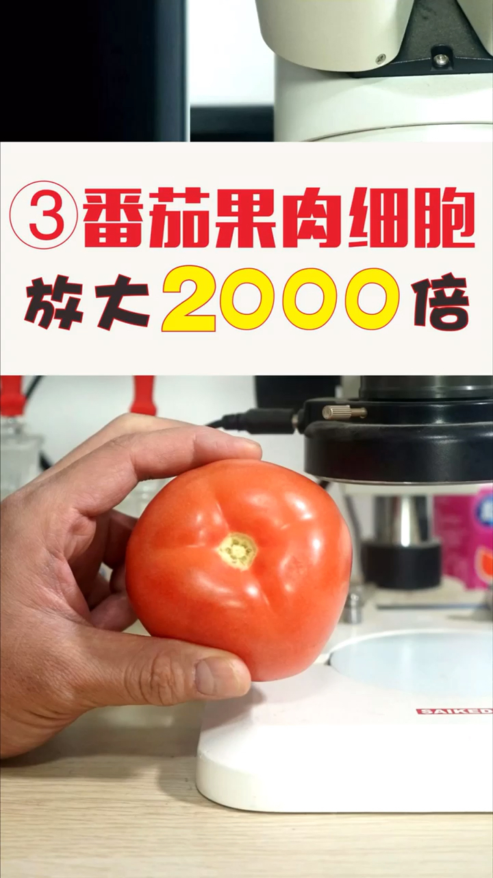 番茄放大2000倍观看,细胞大到惊人「第三集」