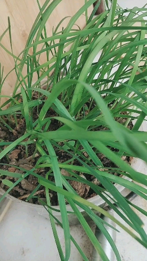 #手势舞大比拼#第二茬韭菜已经可以收获了