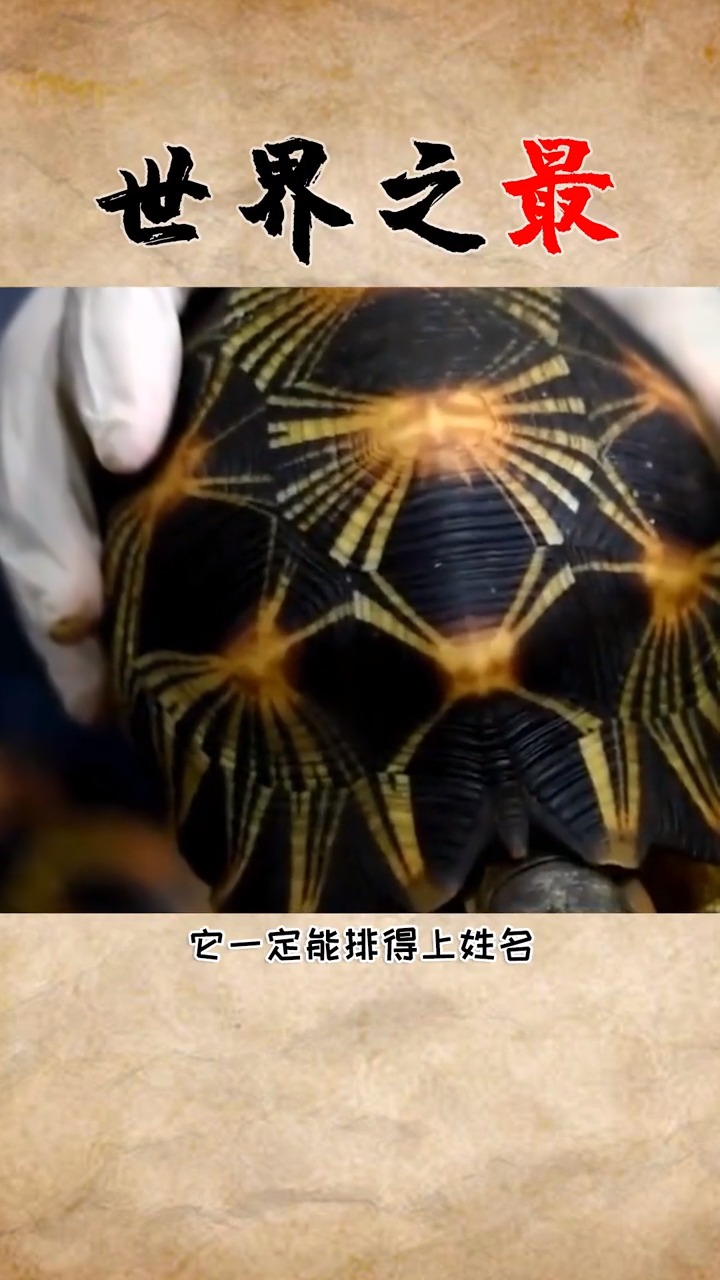 最稀有的动物竟然是中国的,你知道是什么吗?