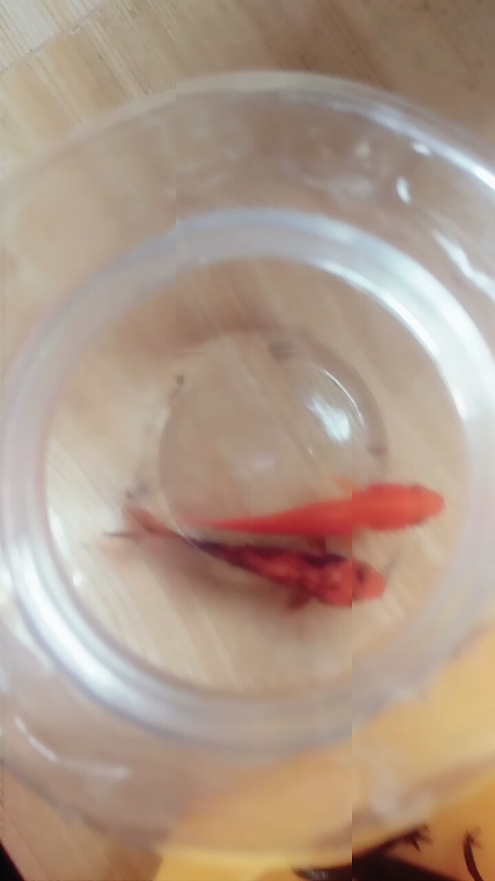 一只娃娃鱼两只金鱼