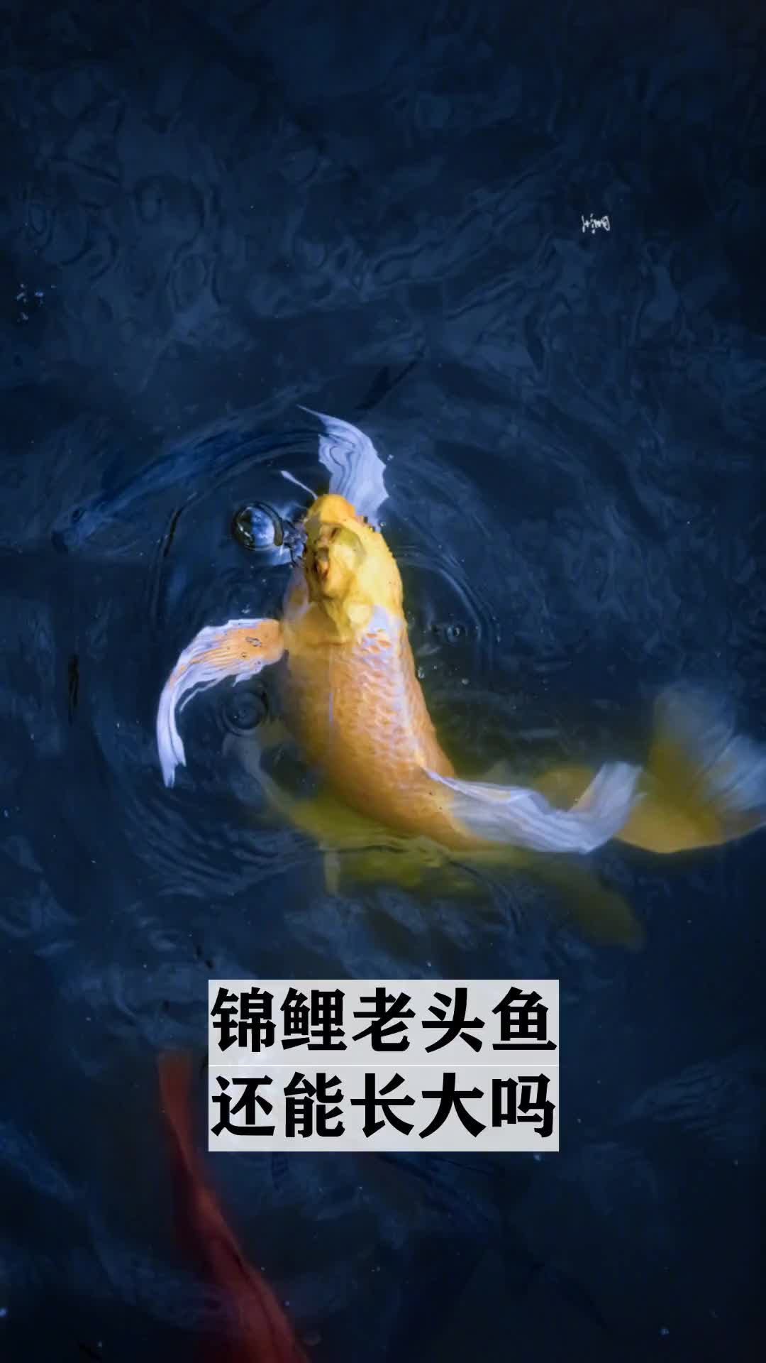 走进鲤科的秘密世界,锦鲤老头鱼还能长大吗