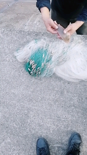 半边鱼  朋友们知识点来了