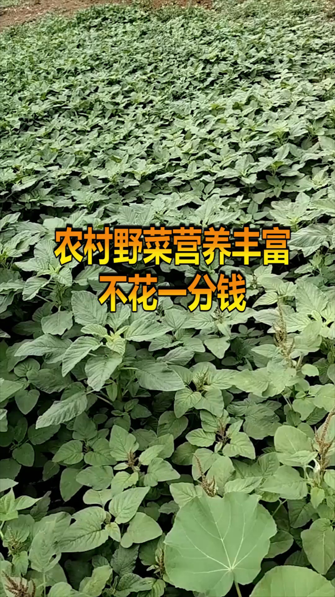 #奇趣#农村野菜营养丰富,不花一分钱