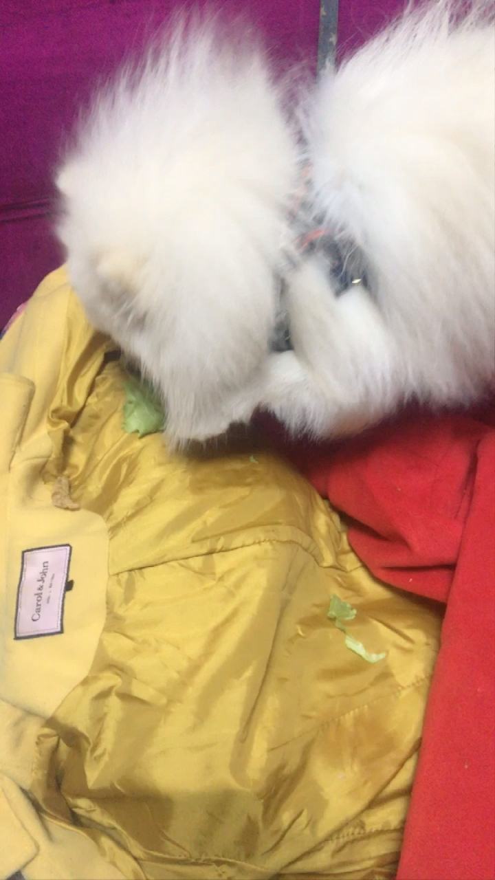 #我家萌宠成精了#小金刚吃包菜叶,学会养生了。