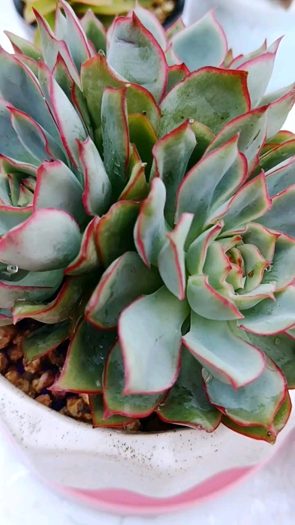 #新年新气象#月光女神