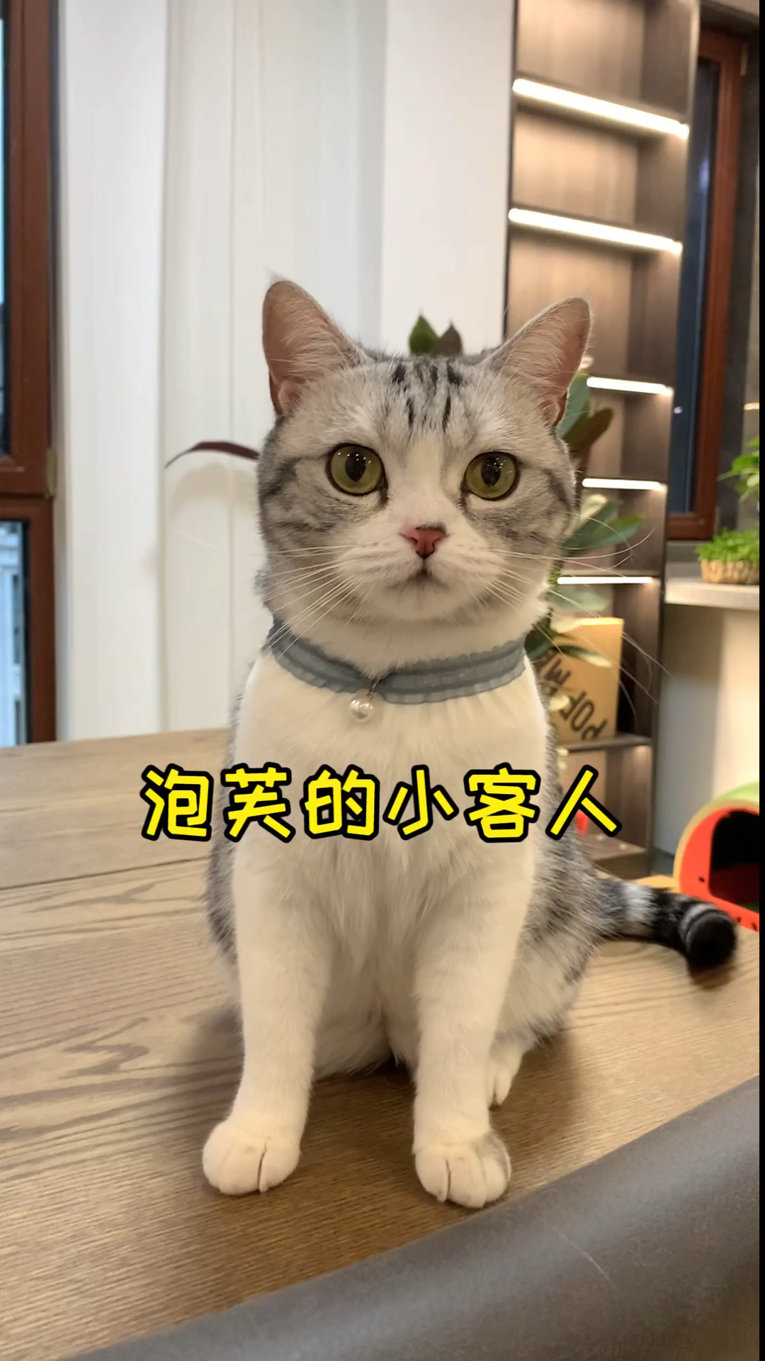 #家有猫咪#大老远来了两位小客人，泡芙的脾气依旧那么……