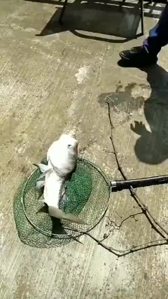 #搞笑段子#这是我钓过最诡异的鱼,长了这么大的头,身子却这么小!