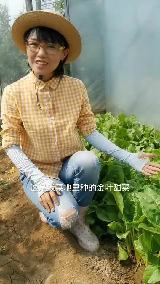这个黄根大菜是掰叶子采收的,越掰长得越多,从春天一直吃到深秋