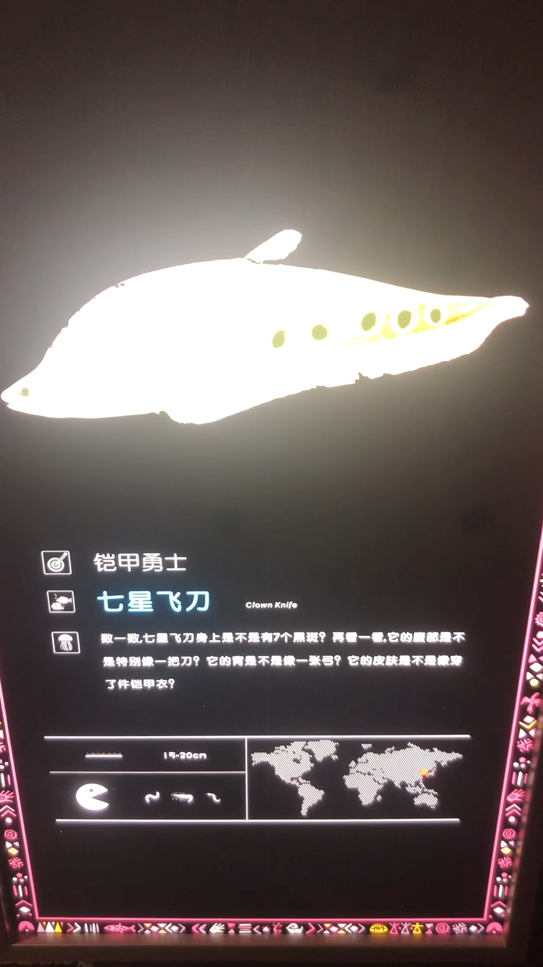 见过七星飞刀鱼吗?