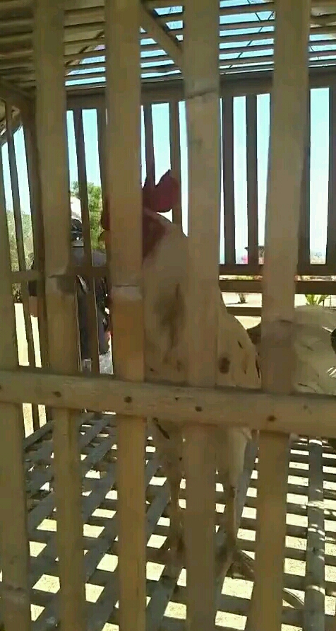 这公鸡叫声太魔性了