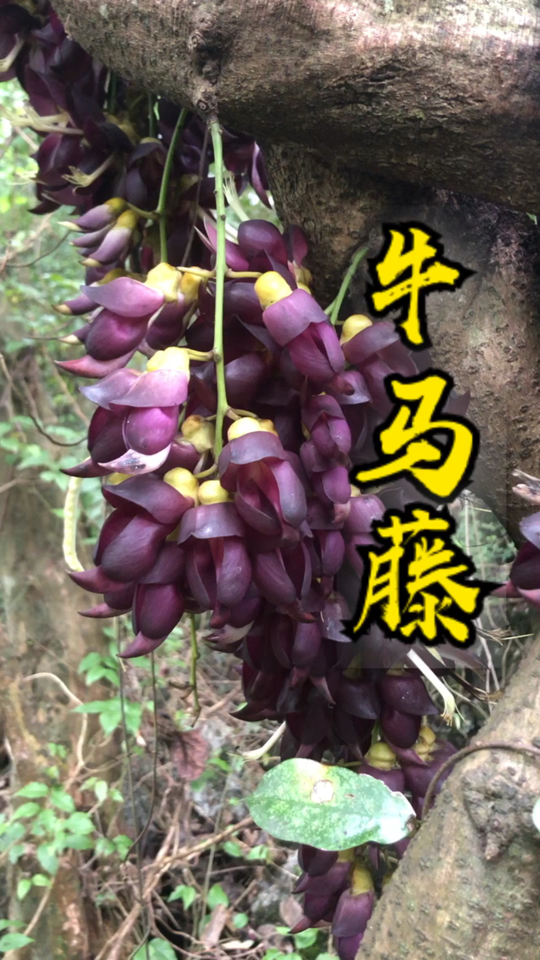 牛马藤