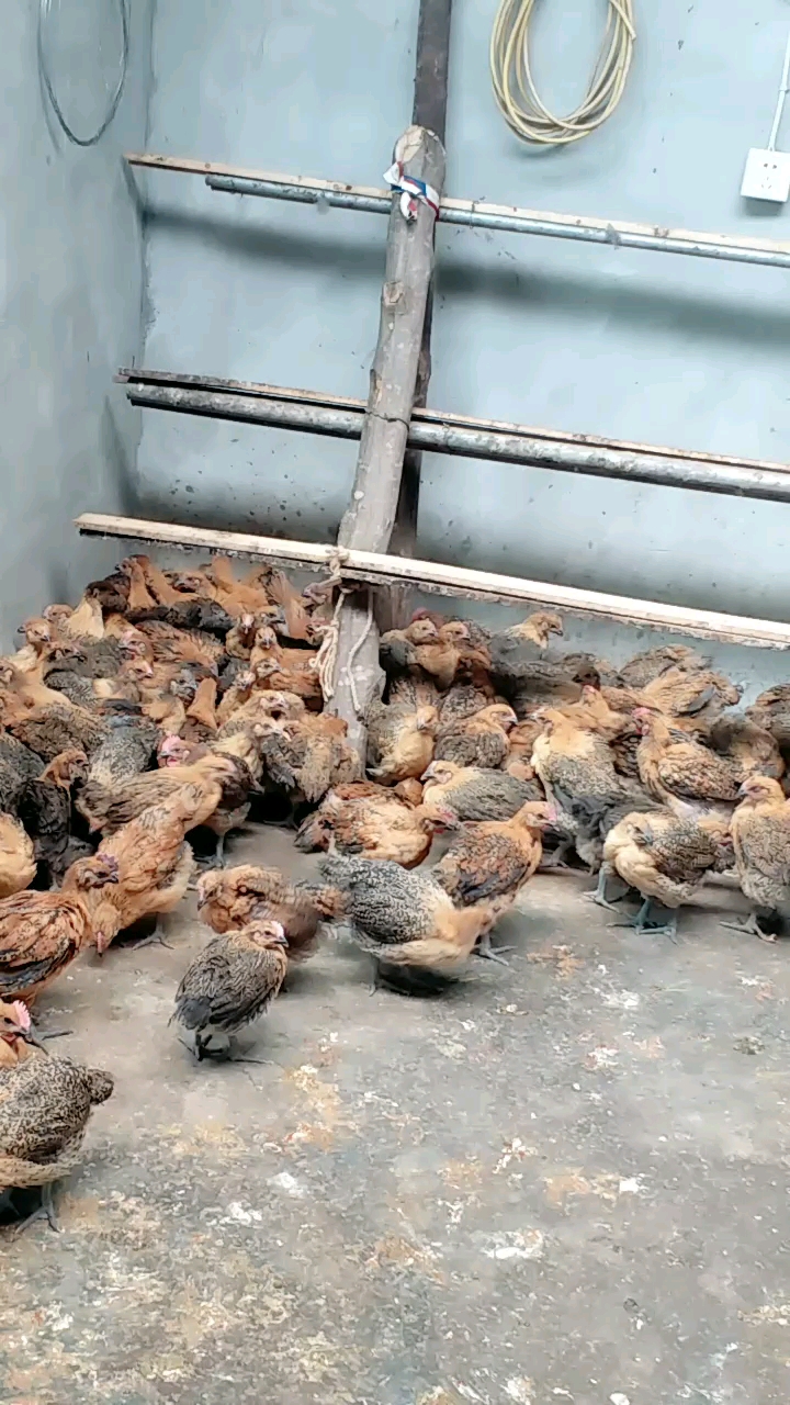 村上鸡苗350只到了