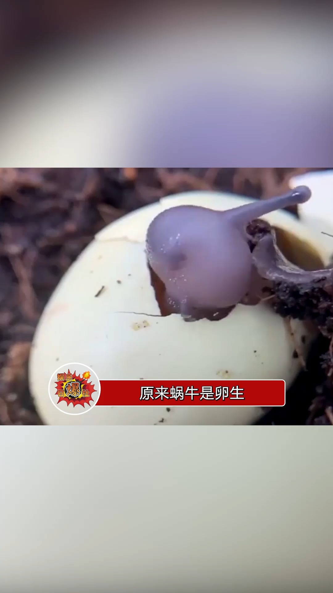 原来蜗牛是卵生,刚出生时会吃掉自己的卵壳