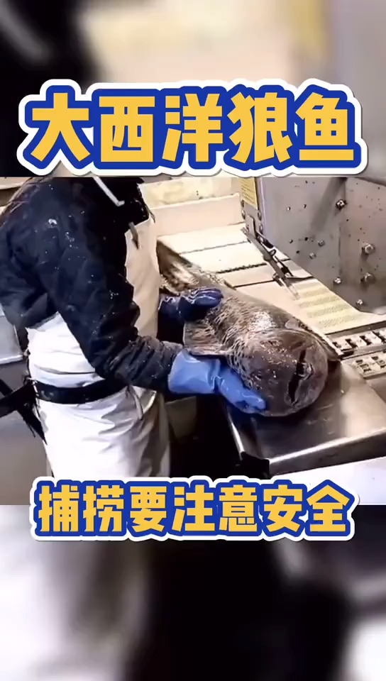 大西洋狼鱼有多凶猛,看完这个视频你就知道了!