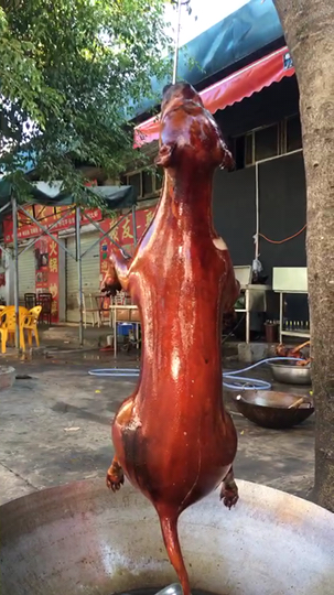想吃狗肉的朋友就过来