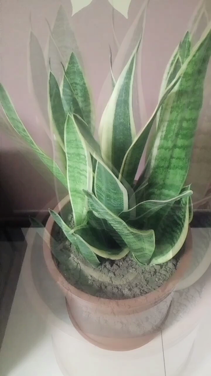 分享视频