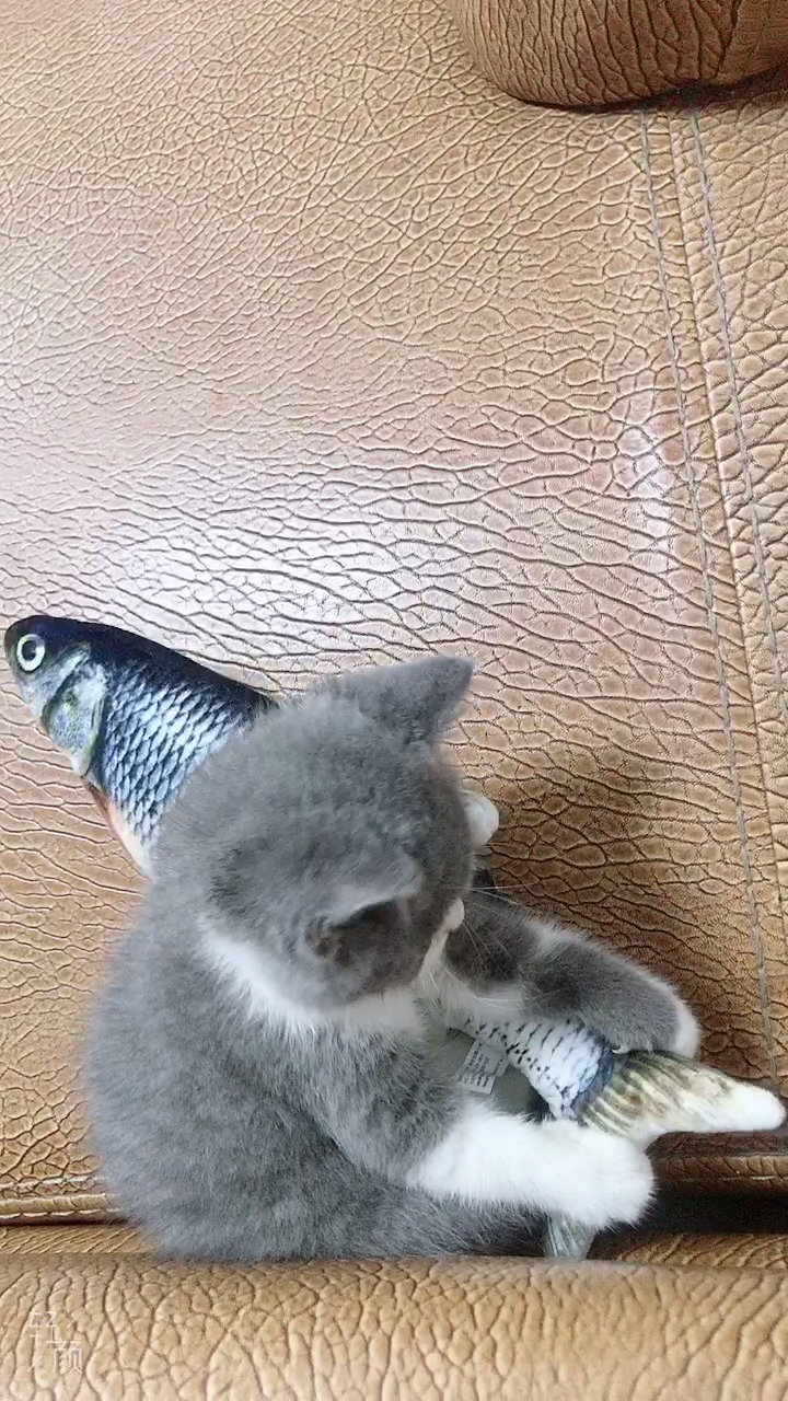猫和鱼的故事