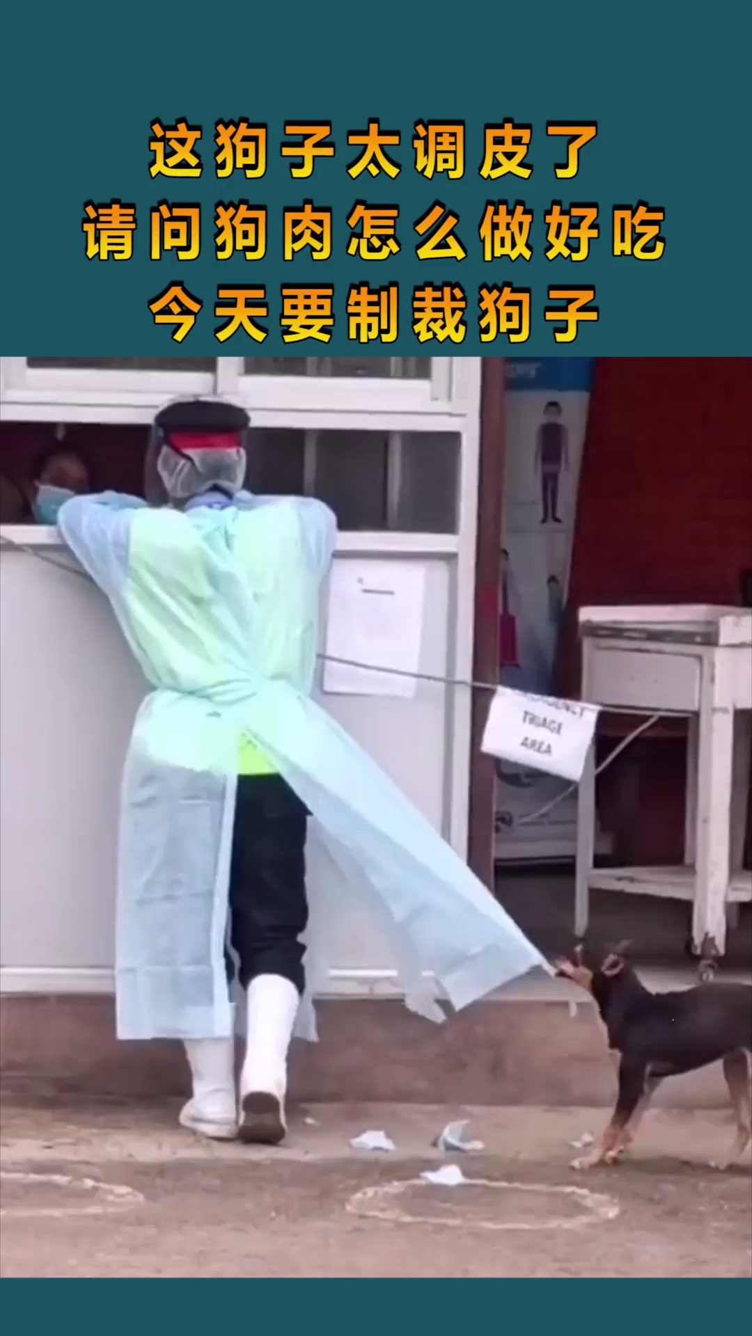这狗子太调皮了,请问狗肉怎么做好吃?今天要制裁狗子!