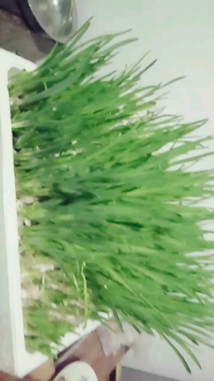 自己种的绿油油的蒜苗,看看怎么样