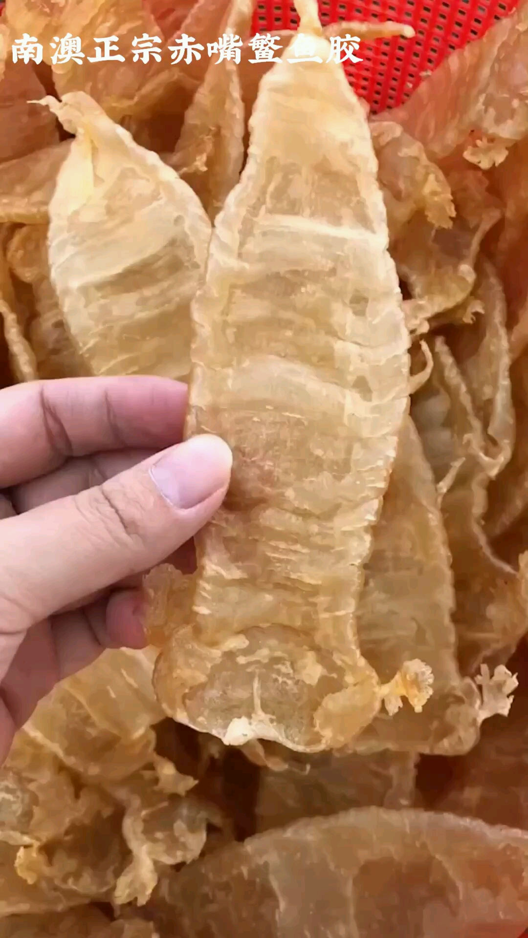 南澳正宗赤嘴鱼胶