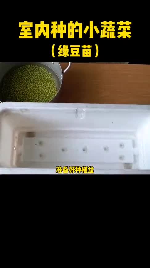 寒冷的冬天,也能在家种出绿叶菜,鲜嫩的绿豆苗!