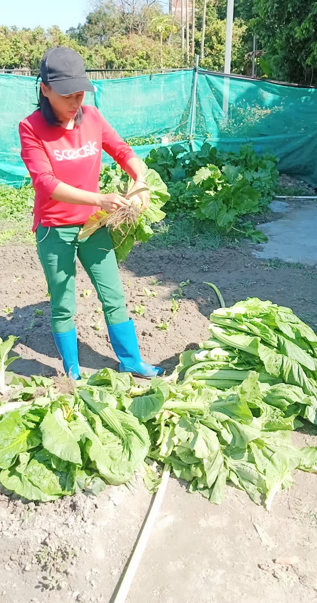 太阳出来晒菜干了喂!