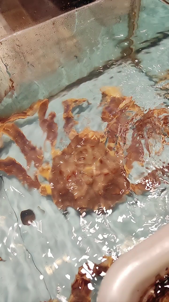 知道哪只是真的阿拉斯加帝王蟹哪只是日本油蟹?