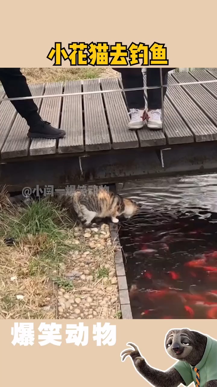 小花猫钓鱼的故事