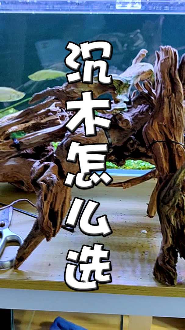#鱼缸#造景的时候如何简单的挑选沉木？
