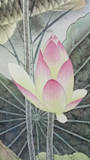 #学习工笔画!#工笔画荷花鲤鱼