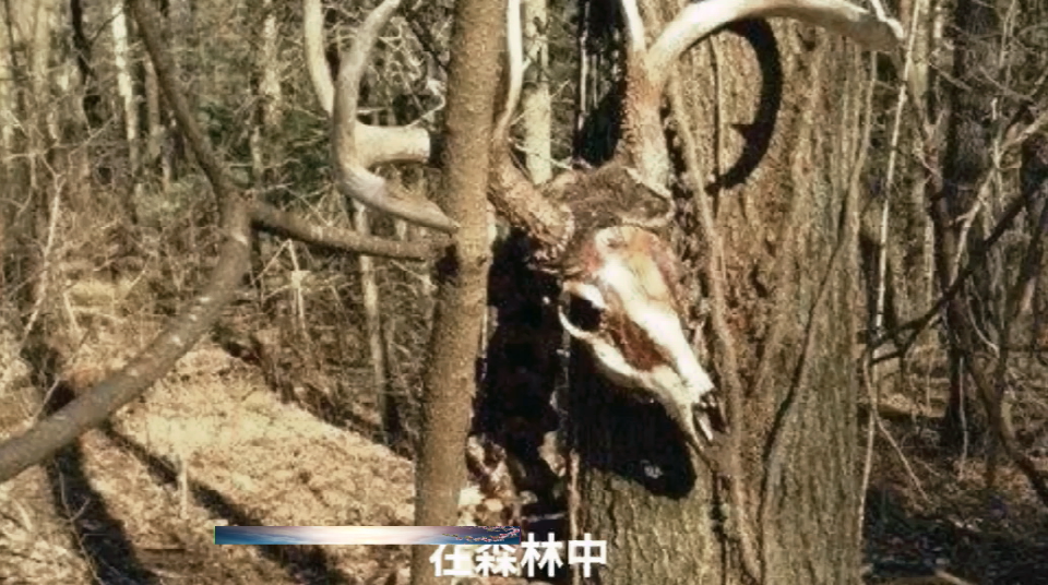 #历史文化#为了抱得美人归,有的动物不要命的走进了演化的死胡同
