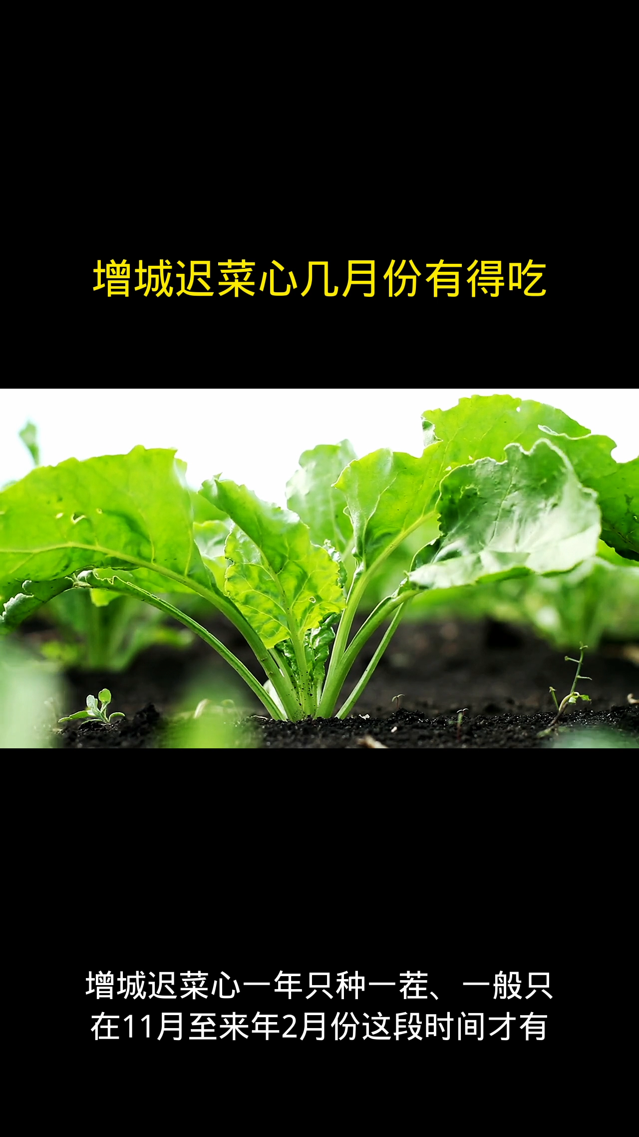 增城迟菜心几月份有得吃