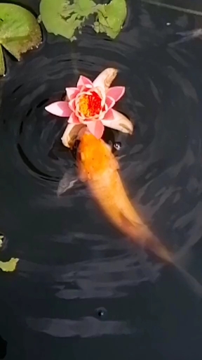 鲤鱼戏莲花