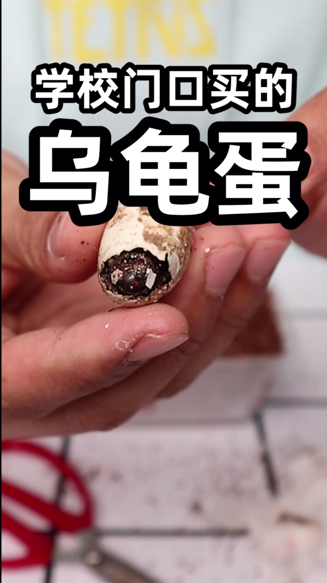 #乌龟#今天来孵乌龟蛋,各位做好当干爸干妈的准备了吗 