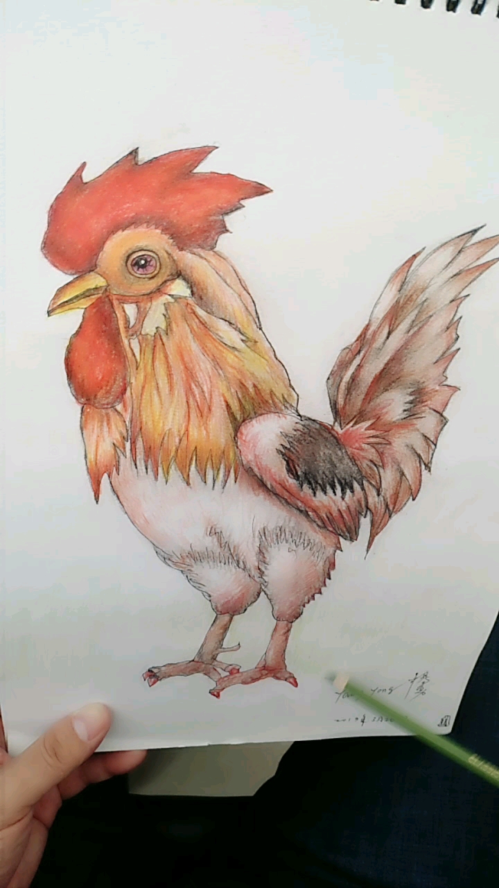 铅笔画——雄鸡一唱天下白