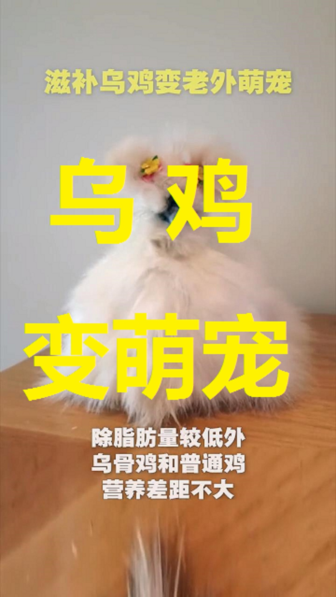 #动物搞笑#妈妈最喜欢的煲汤食材乌骨鸡,竟然变成了歪果仁心头宝贝萌宠。为什么同鸡不同命?