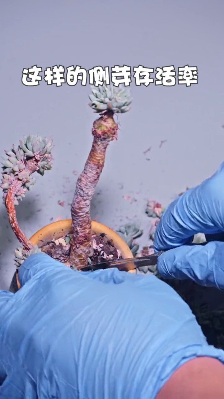 #我要上热门#舍得舍得有舍才有得不要因小失大了哟多肉多肉植物百万开麦