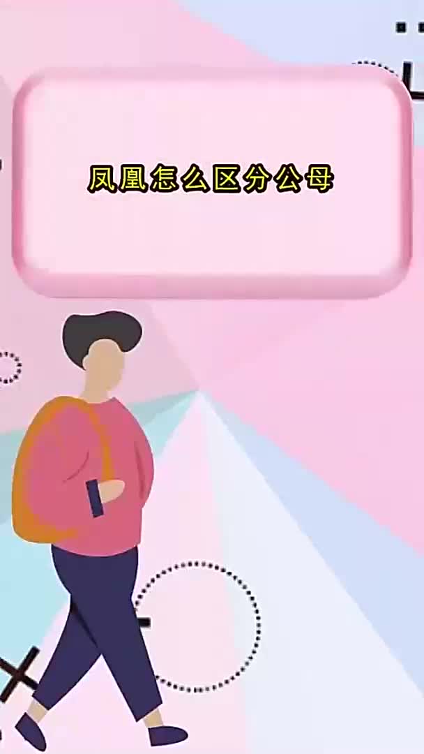 凤凰怎么区分公母,你理解了吗
