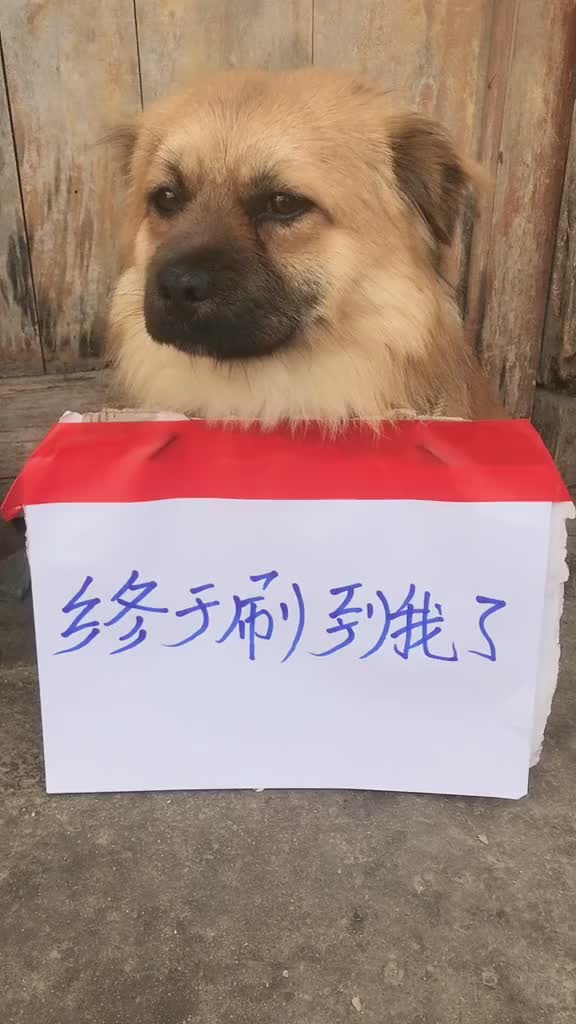 拒绝吃狗肉