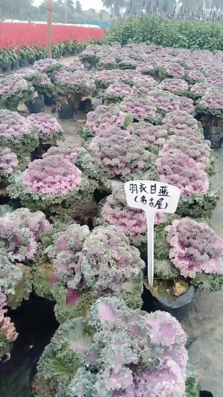 我以为包菜成精,开花了