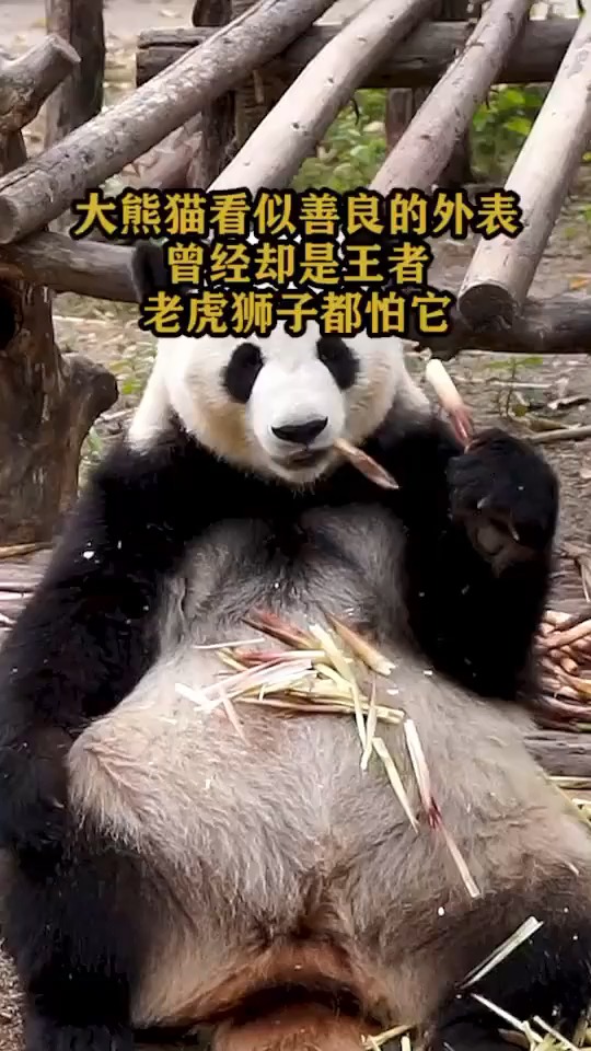 大熊猫看似善良的外表曾经却是王者老虎狮子都怕它