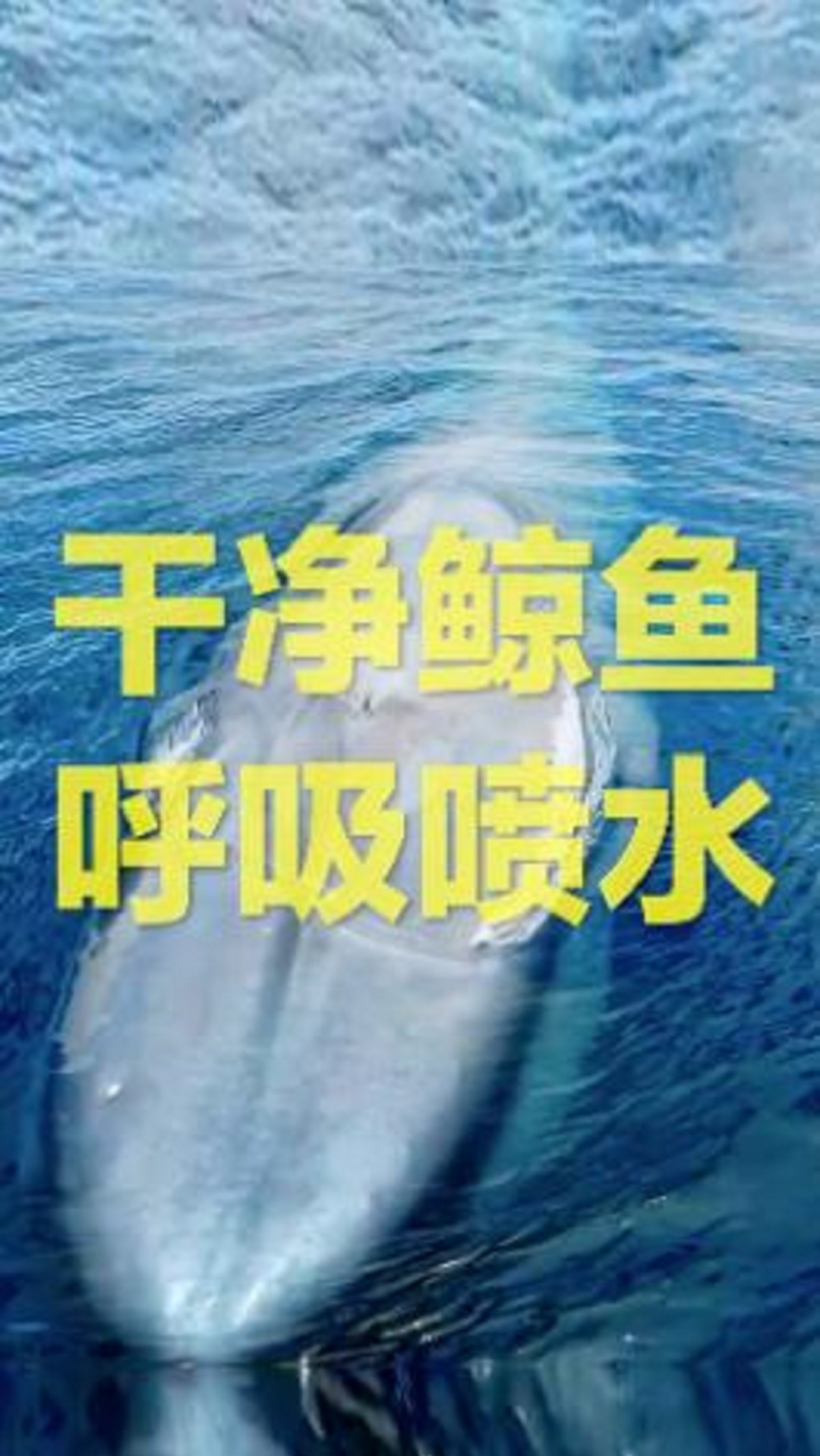 #鲸鱼#鲸鱼用肺来呼吸,到水面换气时候,强有力的气流冲出鼻孔,把海水带到空中。