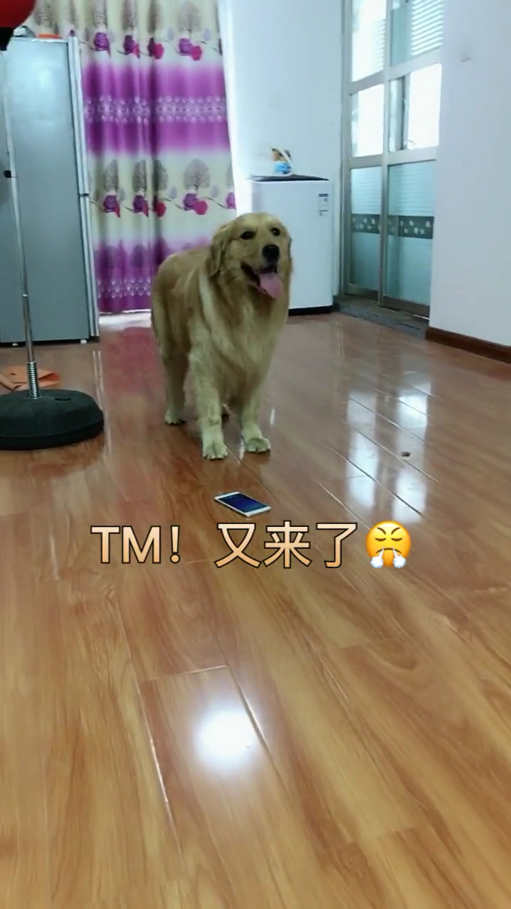 狗肉汤做法【5】