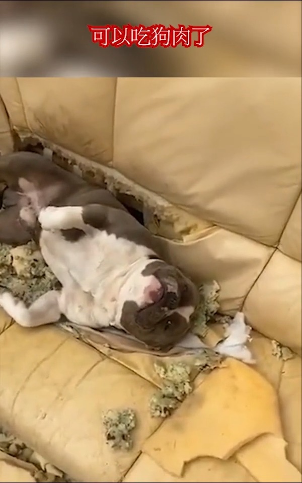 可以吃狗肉了