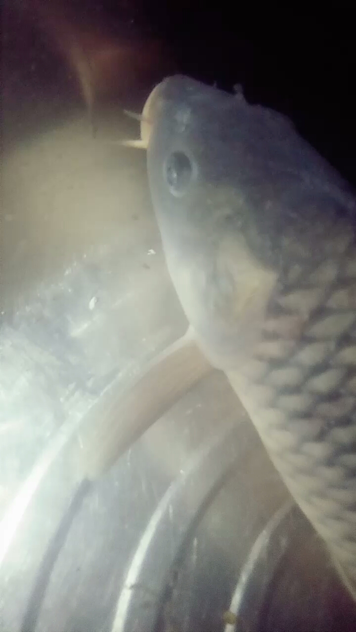 大鲤鱼好像睡觉了。不爱动。