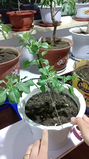 #晒晒我家的春天#盆栽苹果也要拉枝